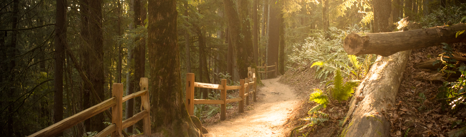 Miles for Forest Park